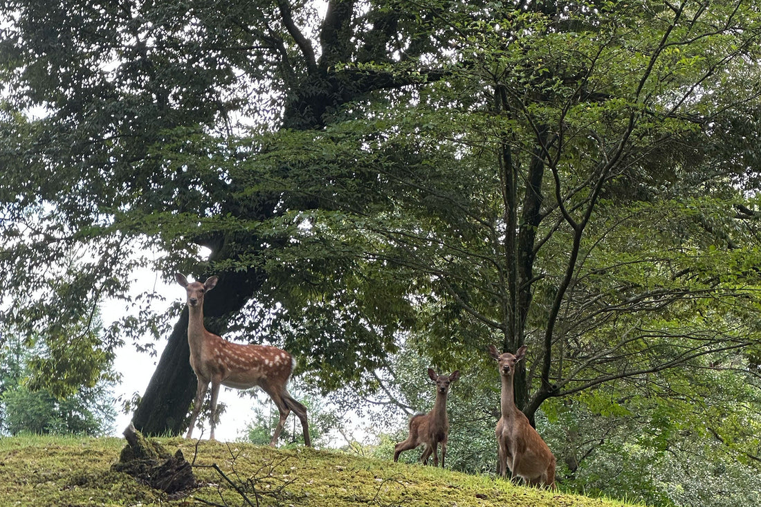 仕事前のひと山 | 大先輩と挨拶を交わす朝の山