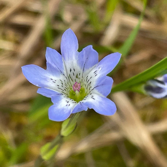 CHAORAS(チャオラス) スポーツてぬぐい タテヤマリンドウ 81083