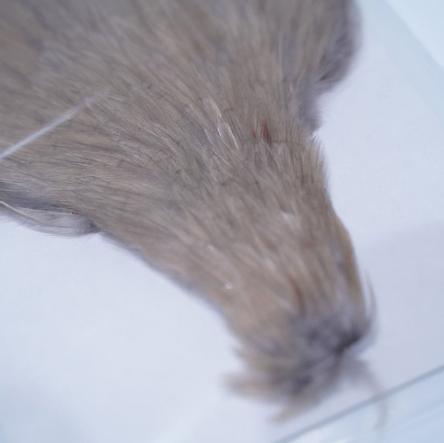 【送料無料】CANAL(キャナル) Spinner Wing -スピナーウイング-