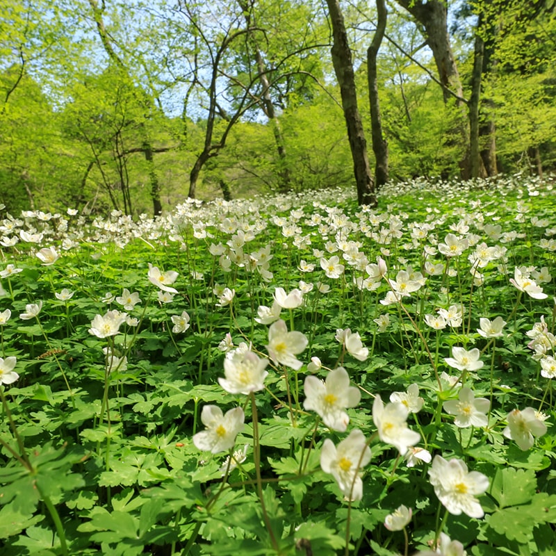 CHAORAS(チャオラス) スポーツてぬぐい ニリンソウ 81078