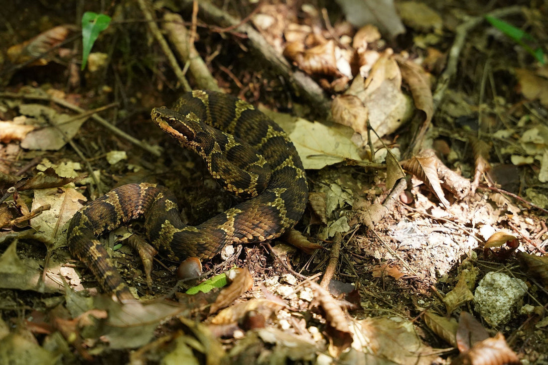 お客さまのご質問：危険生物への注意方法について
