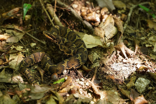 お客さまのご質問：危険生物への注意方法について