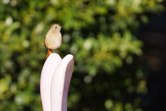 小さな冬の知らせ