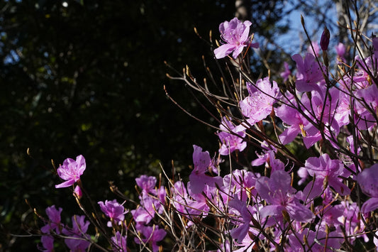 雑談Podcast 2026.03.05