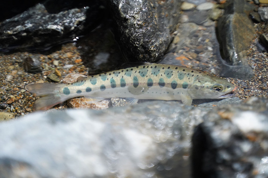 Private Nature Guide ： 宮崎県の夏の渓谷でお客様とフライフィッシング