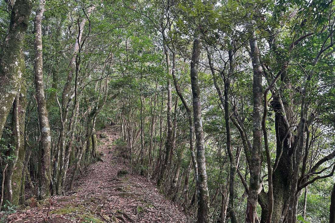 仕事前のひと山 翌日編