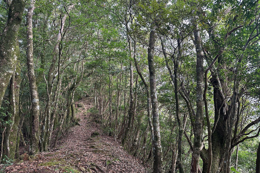 仕事前のひと山 翌日編
