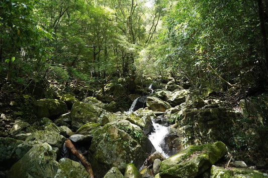 尾鈴山(宮崎県都農町)を歩く｜森と瀑布群、湧水の周回ハイキング