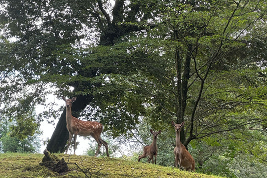 仕事前のひと山 | 大先輩と挨拶を交わす朝の山