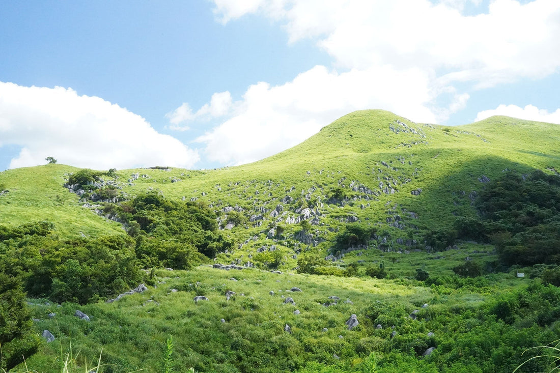 平尾台・貫山(福岡県北九州市)を歩く | 夏の平尾台をブラリ