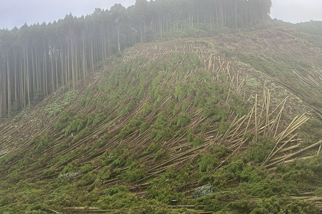 釈迦ヶ岳(宮崎県国富町)を歩く | 小雨の中、運動を兼ねてブラリ山歩き