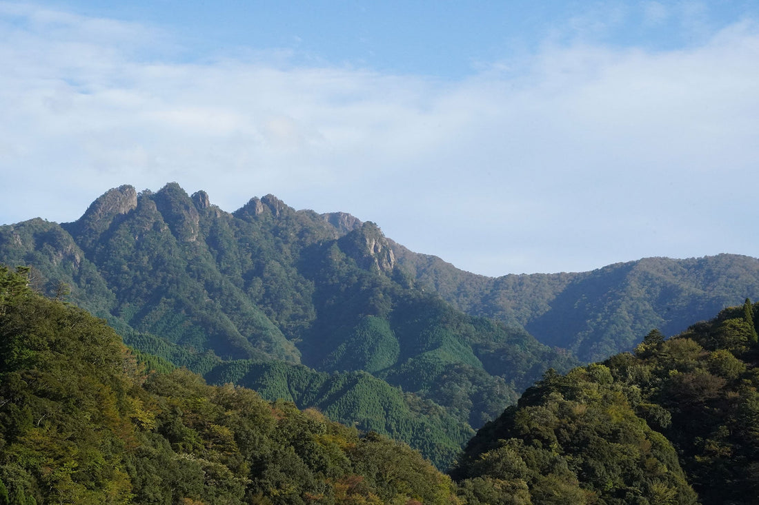 傾山(祖母傾山系)を歩く | お客さまと坊主尾根-九折越コースをブラリ周回