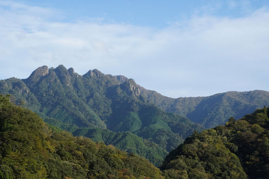 傾山(祖母傾山系)を歩く | お客さまと坊主尾根-九折越コースをブラリ周回