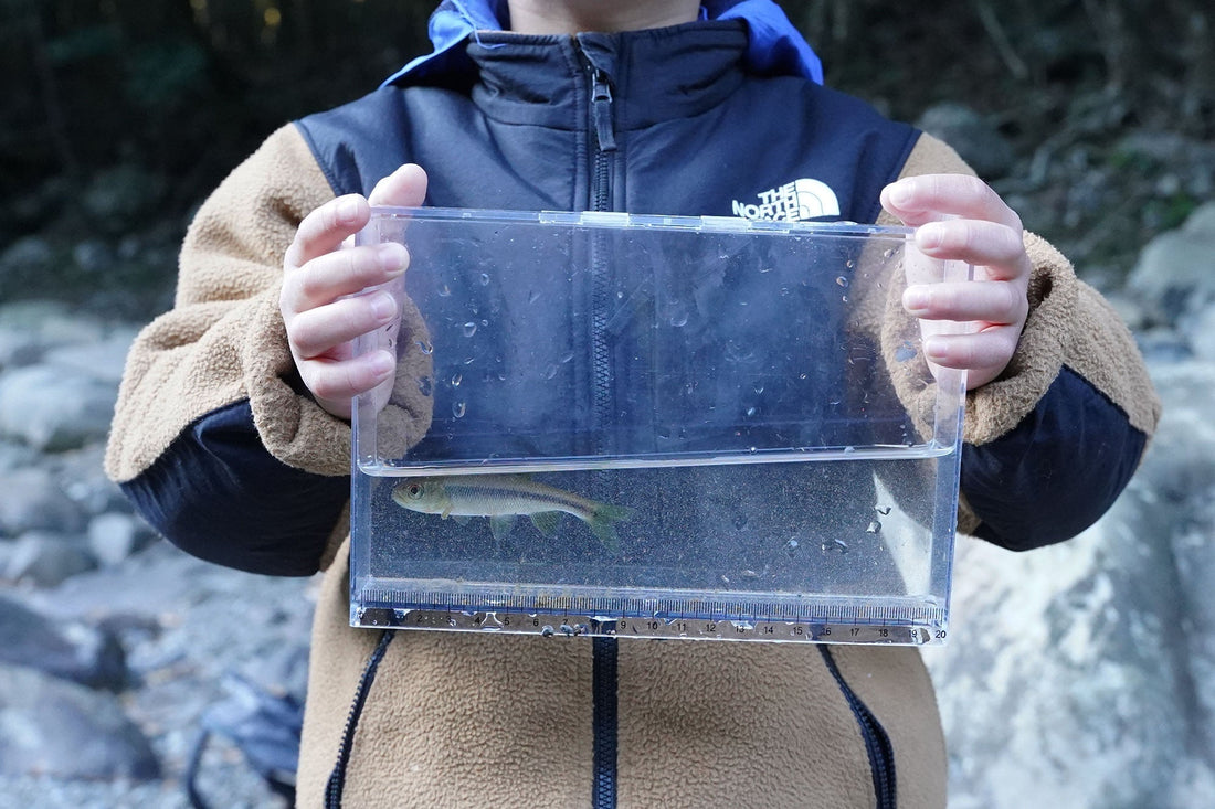 出勤前の川遊び