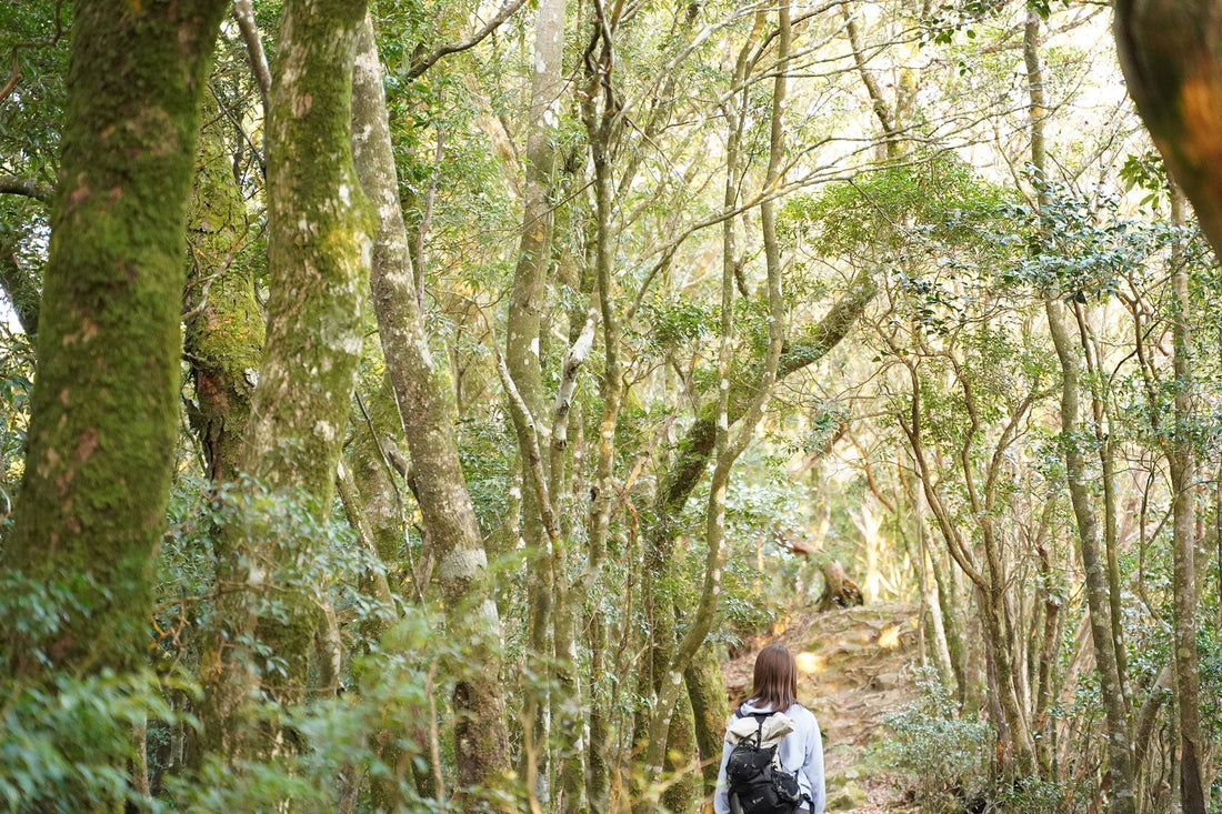 釈迦ヶ岳(宮崎県国富町)を歩く | 身近な山を覚えようとお客さまと出勤前のひと山