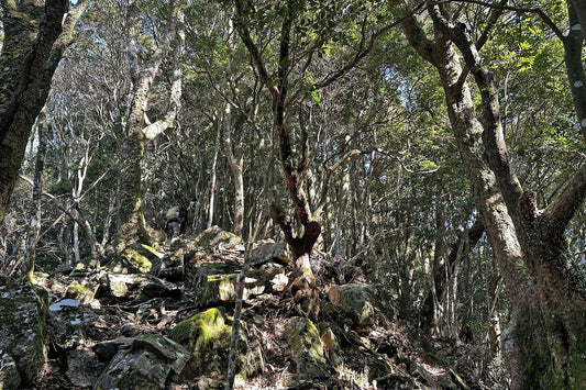 釈迦ヶ岳-茶臼岳(宮崎県国富町)を歩く | コミュニティのトレーニング山行