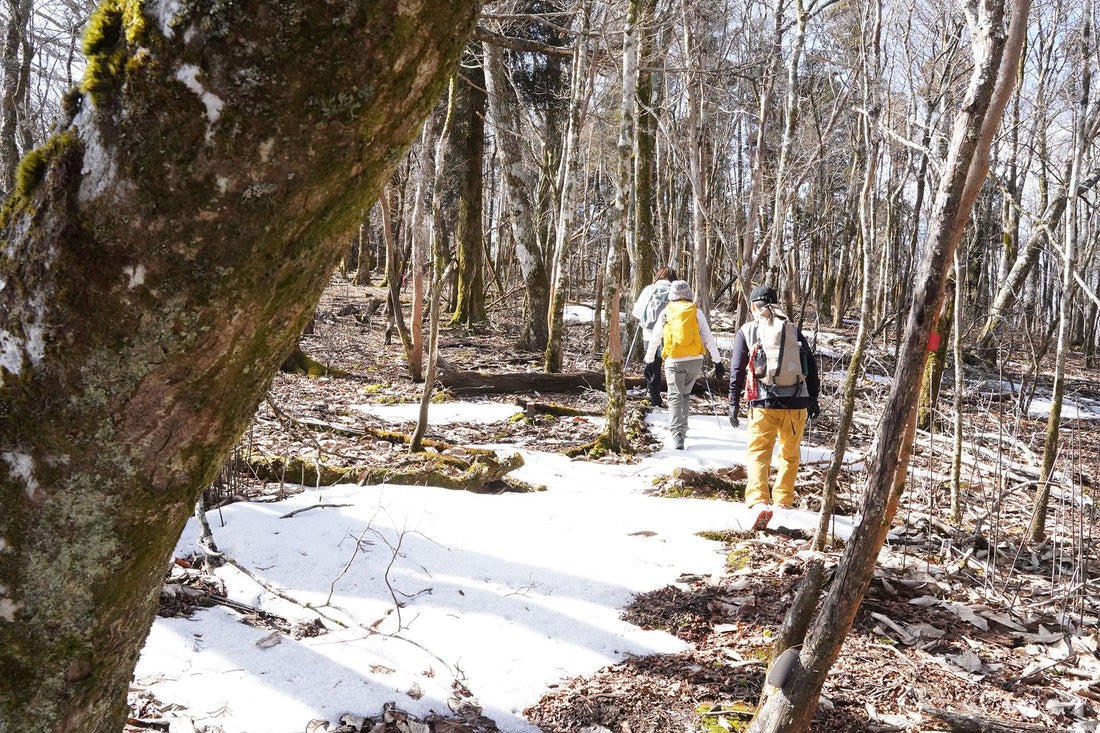 黒岳(宮崎県諸塚村)を歩く | 福寿草鑑賞と黒岳をブラリ