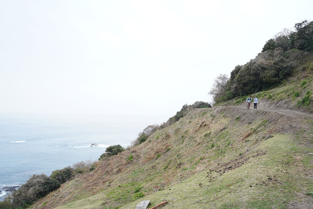 都井岬(宮崎県串間市)を歩く｜御崎馬の暮らす風景と宮崎最南端のハイキング