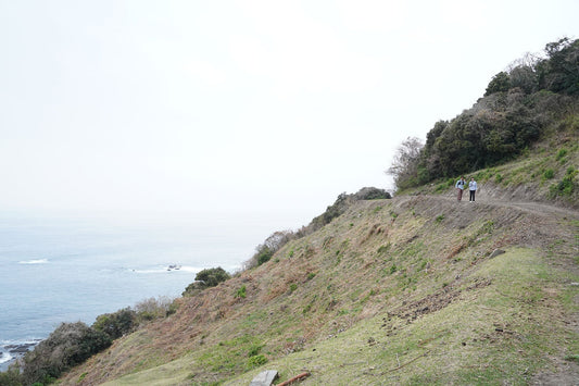 都井岬(宮崎県串間市)を歩く｜御崎馬の暮らす風景と宮崎最南端のハイキング