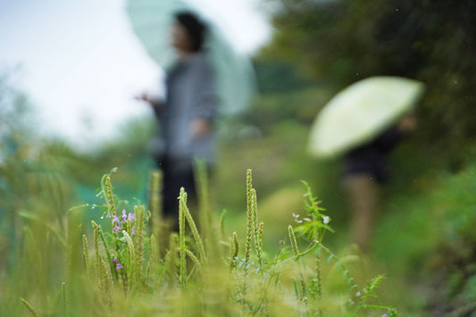雨の日のオキナグサ鑑賞