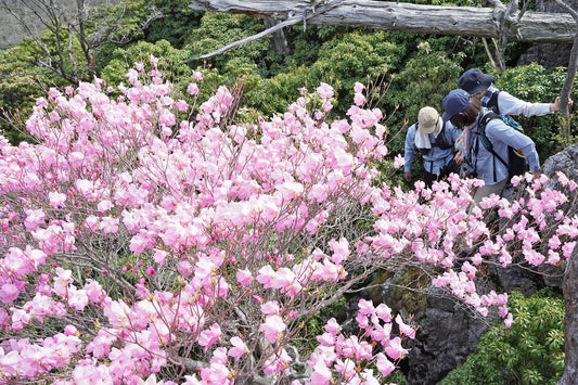 五葉岳周回(祖母傾大崩山系)を歩く | アケボノツツジを眺めながらの快適な山歩き