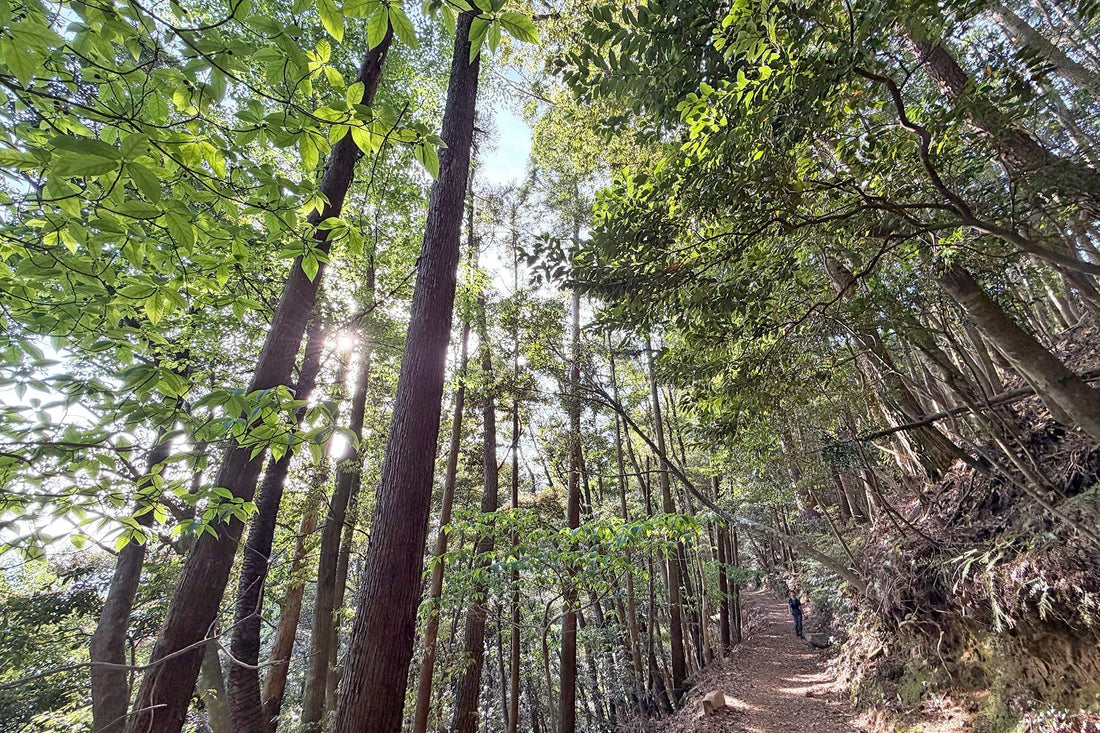 釈迦ヶ岳(宮崎県国富町)を歩く | 久々の朝のひと山