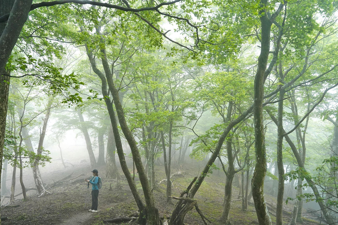 古祖母山(祖母傾山系)を歩く | 雲で幻想的な古祖母山