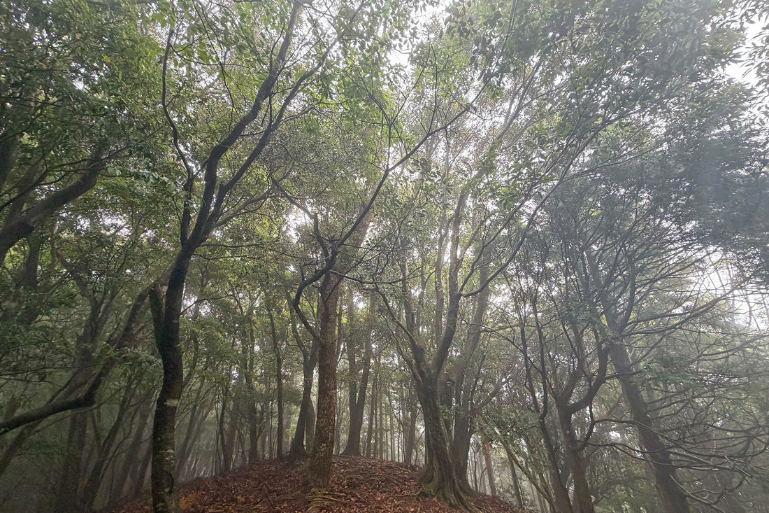 綾岳・釈迦ヶ岳(宮崎県綾町・国富町)を歩く | トレーニング山行とマインドフルネス
