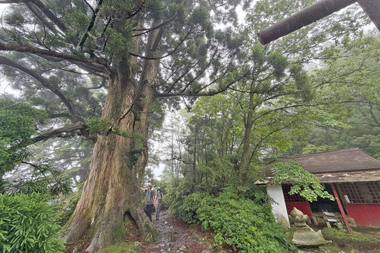 甑岳(霧島山系)を歩く | 雨の霧島をブラリ散策