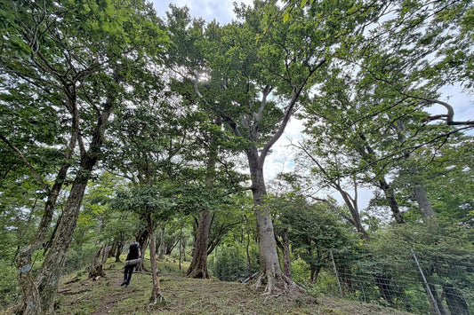 祖母傾山系を歩く | 初めてのテント泊のお供に