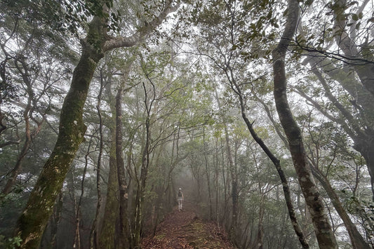 釈迦ヶ岳(宮崎県国富町)を歩く | 雨のトレーニング山行